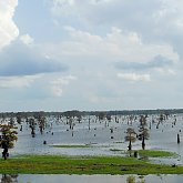Marsh land
